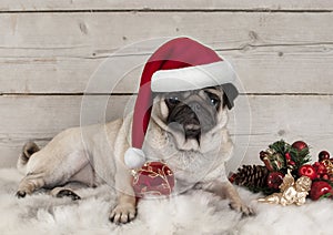 Lovely Christmas pug dog puppy lying down on sheepskin blanket with festive ornaments