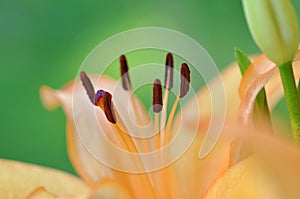 Lovely close up of the center of an Orange Lily flower