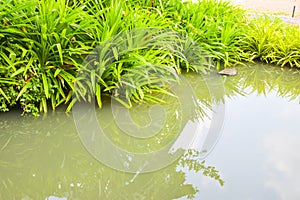 Green pandan leaves by the water in the garden