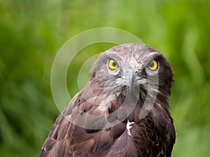 Lovely closeup of a black chested snake eagle