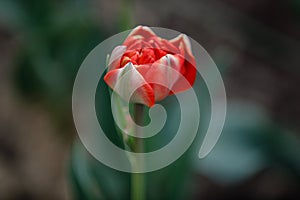 A Lovely Closeup of One Red Colored Tulip with Leaves in Against Black Background