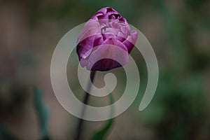 A Lovely Closeup of One Violet Colored Tulip. Black Background