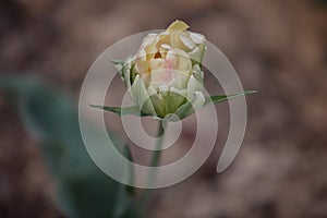 A Lovely Closeup of One White Colored Tulip with Leaves in Against Black Background