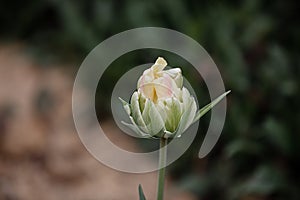 A Lovely Closeup of One White Colored Tulip with Leaves in Against Black Background