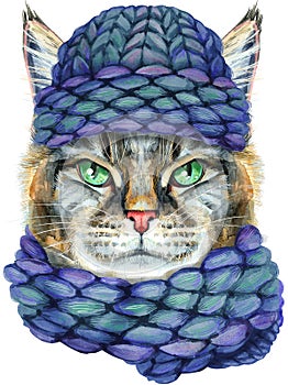 Lovely closeup portrait of Maine Coon cat in a blue knitted hat and a warm scarf. Hand drawn water colour painting on white