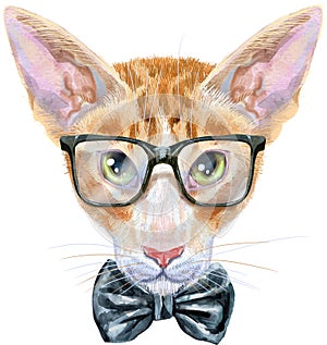 Lovely closeup portrait oriental cat in black glasses and bow tie on his neck. Hand drawn water colour painting on white