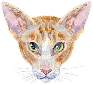 Lovely closeup portrait oriental cat. Hand drawn water colour painting on white background