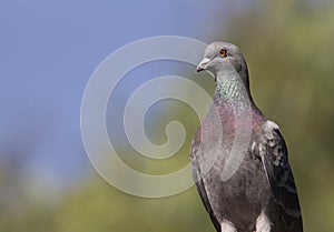 Lovely closeup of a rock pigeon