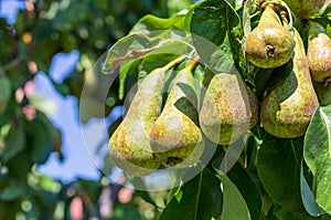 Lovely cluster of conference pears Conference - Pyrus communis ripening in pear tree fruit tree.