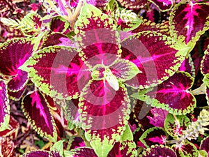 Lovely Coleus Kong Red foliage plant photo