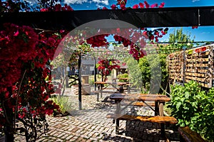 Lovely colorful outdoor pub's backyard full of red flowers hanging from a pergola on a bright sunny day