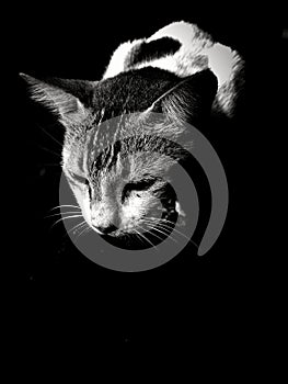 Lovely and concentrating cat in black background. protrait