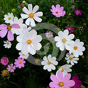 Lovely cosmos flowers in full bloom in the botanical garden