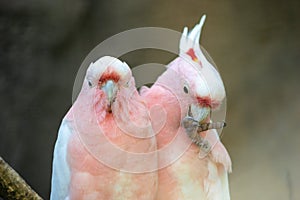 Lovely couple of cockatoos. Two lovers parrot white and pink colors sitting on a branch and cooing