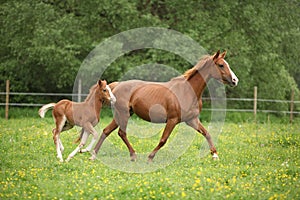 Lovely couple - mare with its foal - running together