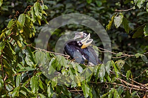 Lovely Couple of Oriental pied hornbill