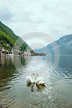 lovely couple swans at lake hallstatt city on background austria