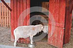 Lovely couple of two goats standing in wooden shelter. funny cozy sweet lovely tender goats, one leaning on the other