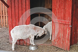 Lovely couple of two goats standing in wooden shelter. funny cozy sweet lovely tender goats, one leaning on the other