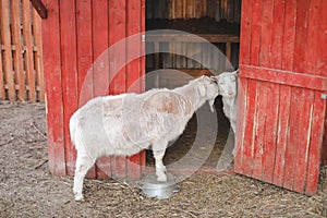 Lovely couple of two goats standing in wooden shelter. funny cozy sweet lovely tender goats, one leaning on the other