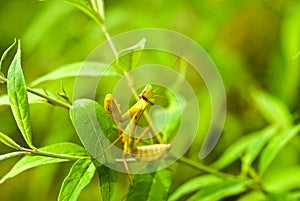 Lovely creature-mantis