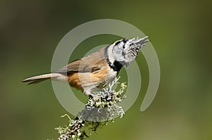 Lovely crested tit