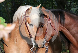 Lovely cuddling horses