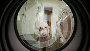 Lovely curious fluffy dog looking into a washing machine