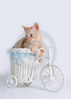 Lovely curly kitten Ural Rex sits in a toy bike basket and looks down isolated on a white background