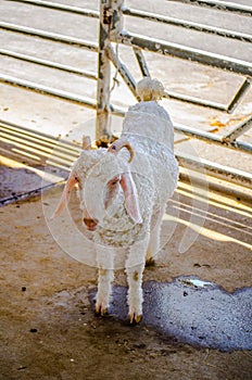 Cute baby white Angora goat standing at a farm.