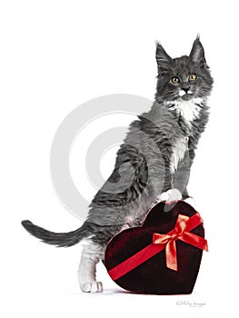 Lovely cute blue with white markings Maine Coon cat kitten on white background