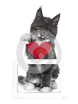 Lovely cute blue with white markings Maine Coon cat kitten on white background