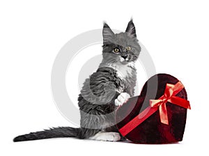 Lovely cute blue with white markings Maine Coon cat kitten on white background