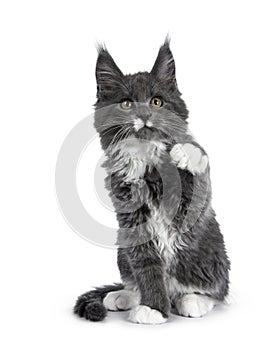 Lovely cute blue with white markings Maine Coon cat kitten on white background