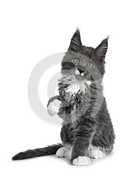 Lovely cute blue with white markings Maine Coon cat kitten on white background