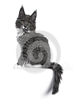 Lovely cute blue with white markings Maine Coon cat kitten on white background