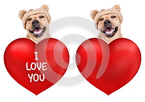 Lovely cute dog with big valentine`s day heart, isolated on white background