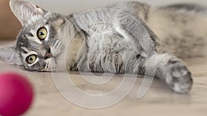 Lovely and cute domestic cat playing and having fun photo