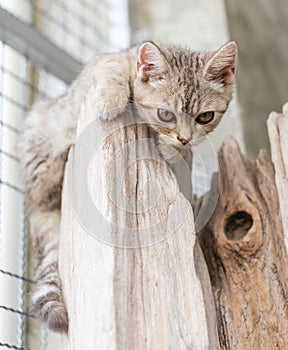Lovely cute little cat on wood log looking down