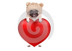 Lovely cute pug puppy dog hanging with paws on big valentine`s day heart, isolated on white background