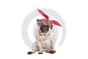 Lovely cute pug puppy dog with red headwrap, isolated on white background