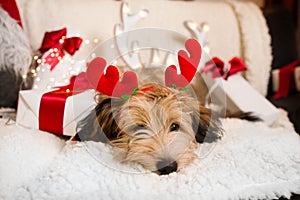 Lovely, cute puppy with reindeer antlers