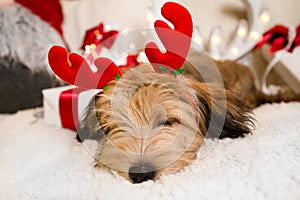 Lovely, cute puppy with reindeer antlers