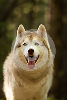 Lovely and cute Siberian Husky dog standing in the forest at golden sunset in spring