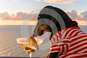 Lovely dachshund dog in striped t-shirt is sitting on balcony or terrace, drinking cocktail with olives and orange slice