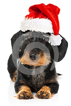Lovely dachshund with santa hat