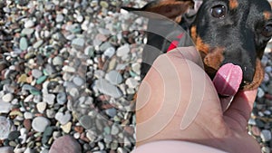 Lovely dachshund walks on colored pebble beach and sniffs it, front view. Dog approaches owner, and person pets it