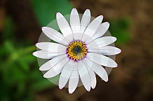 Lovely daisy flower with white petals