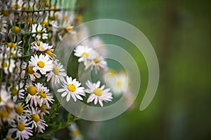 Daisyflowers with lush green background