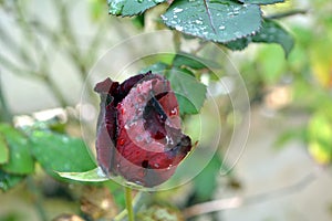 Lovely delicate bud of rose with drops of dew